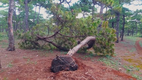 Thủ tướng yêu cầu đánh giá tác động dự án chuyển rừng Đak Đoa thành sân golf của FLC