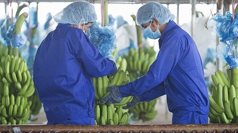 HAGL Agrico (HNG) thành lập công ty con trị giá 400 triệu USD tại Lào