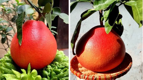 Bưởi vỏ đỏ như son, hàng cực "độc" chơi Tết giá 500.000 đồng/quả vẫn "cháy hàng"