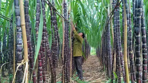 Áp thuế tạm thời đường mía nhập khẩu từ Thái Lan