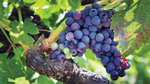 Thị trường nho thế giới năm nay sẽ như thế nào?