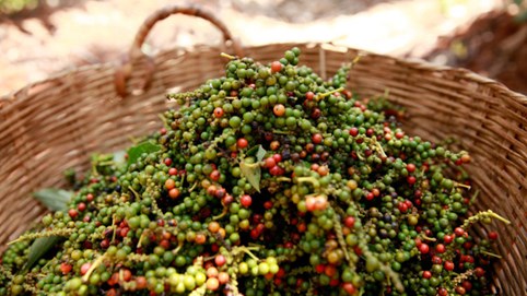 Giá hồ tiêu 'rời đáy', đường xuất khẩu vẫn gập ghềnh