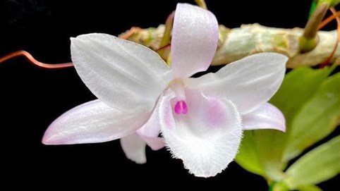 Ngành thuế sẽ quản lý thu đối với kinh doanh lan đột biến