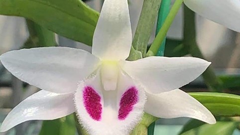 Kinh doanh lan đột biến chịu thuế như thế nào? 