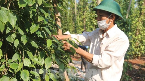 Thị trường nông sản tuần qua: Giá tiêu lao dốc