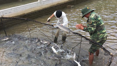 Hướng đi mới cho tiêu thụ sản phẩm cá nước lạnh