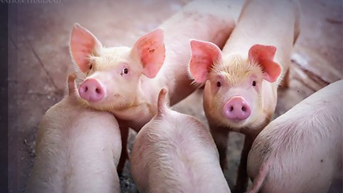 Giá thịt lợn ở Thái Lan tăng cao nhất trong một thập kỷ 