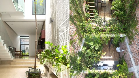 Nhà ống ẩn mình giữa “rừng nhiệt đới” 