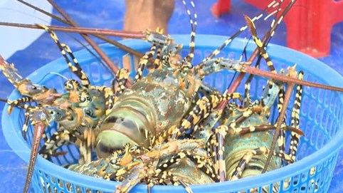 Tôm hùm rớt giá chưa từng có