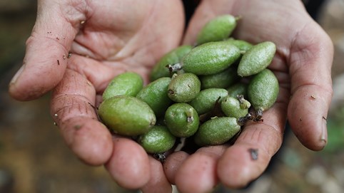 Nhót bao tử Đà Lạt hơn nửa triệu một kg vẫn hút khách