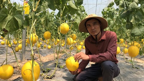 Bỏ việc lương nghìn đô về trồng dưa công nghệ Israel