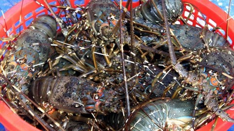 Tôm hùm rớt giá chưa từng có, bào ngư giá rẻ chỉ 15.000 đồng/con