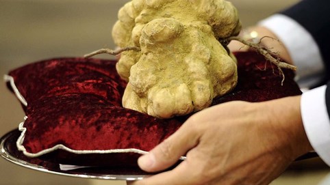 5 cây nấm đắt đỏ bậc nhất hiện nay, ngay cả thịt cá thượng hạng cũng khó sánh bằng: Việt Nam có tới 2 loại góp mặt