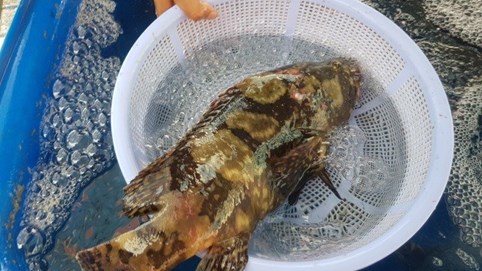 Cả ngàn tấn cá mú bí đầu ra, giá giảm một nửa vẫn khó "giải cứu"