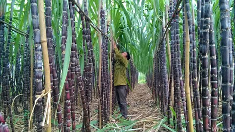 Việt Nam điều tra chống bán phá giá đường nhập từ Thái Lan