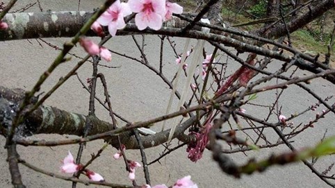 Đào "xuống phố" sớm tấp nập người mua