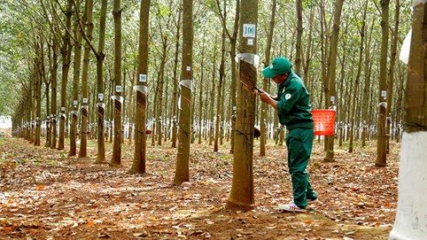 Bầu Đức chuyển nhượng công ty thứ 4 cho Thaco