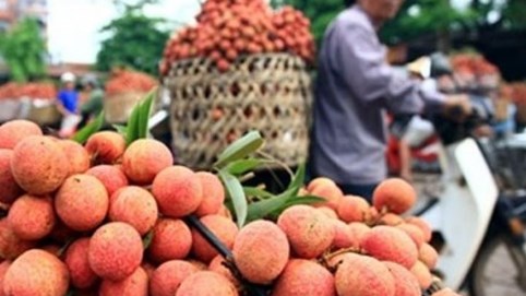 Bắc Giang thắng lớn từ vải thiều, thu về 6.900 tỷ đồng