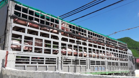 Lợn giống nhập khẩu từ Thái Lan tăng gấp hơn 32 lần vì giá rẻ