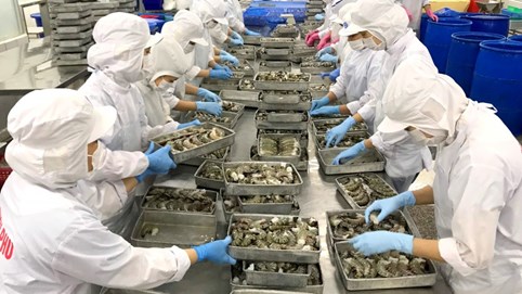 Hàng loạt doanh nghiệp thuỷ sản báo lỗ