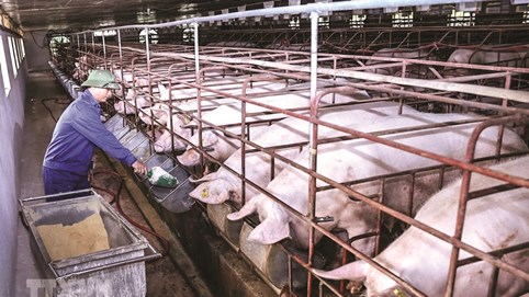 Giá lợn hơi giảm 20%, 16 doanh nghiệp vẫn lãi lớn