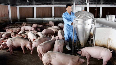 Ngày 11/10: Giá lợn hơi có nơi còn 68.000 đồng/kg