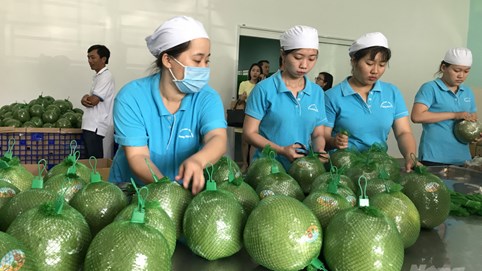 Nông sản xuất khẩu vào EU tăng mạnh sau EVFTA