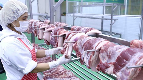 Giá lợn hơi ngày 26/10 về 62.000 đồng/kg