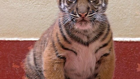 Chi 163 triệu mua mèo qua mạng, “chết điếng” khi nhận được hổ con