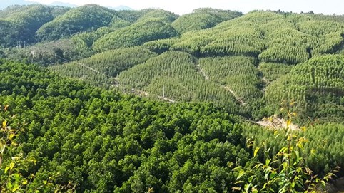 Bình Thuận đề xuất chuyển đất rừng để làm dự án điện gió					