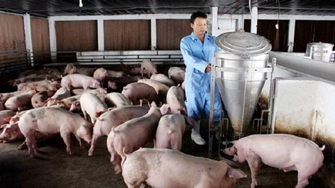 'Cơn khát' lợi nhuận của ngành chăn nuôi: Giá heo tăng, chi phí giảm tạo động lực