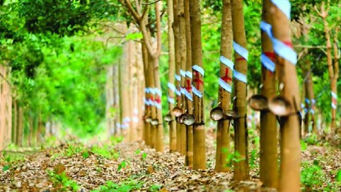 Lợi nhuận ngành cao su năm 2024: Sự phân hóa giữa hai thái cực