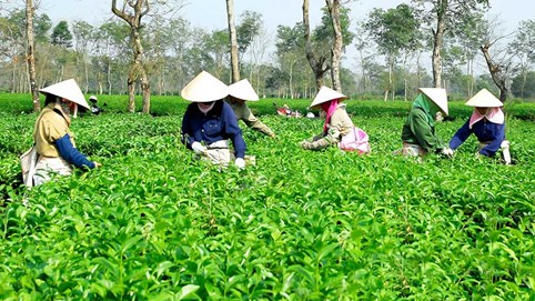 Cổ phiếu BHG của Chè Biển Hồ vào diện cảnh báo do ý kiến kiểm toán ngoại trừ kéo dài