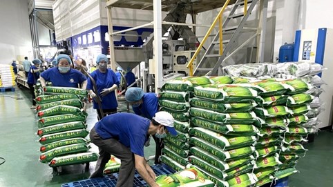 Lợi nhuận doanh nghiệp gạo sụt giảm quý I/2025 dù tăng xuất khẩu
