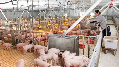 Lợi nhuận ngành chăn nuôi tăng vọt, doanh nghiệp Việt vẫn phải cạnh tranh giành thị phần từ FDI