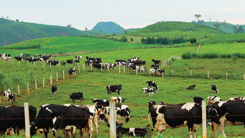 Mộc Châu Milk (MCM) sắp chia cổ tức bằng tiền mặt