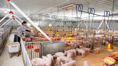 Doanh nghiệp chăn nuôi bội thu quý I nhờ giá heo tăng cao
