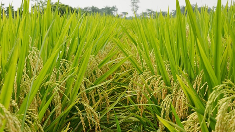 Giống cây trồng Miền Nam (SSC) chốt quyền tạm ứng cổ tức đợt 1/2022 bằng tiền tỷ lệ 15%