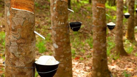 Cao su Tây Ninh (TRC) lên kế hoạch bán toàn bộ cổ phiếu quỹ với giá tối thiểu 51.000 đồng/cp