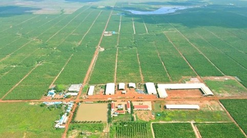 HAGL Agrico (HNG): Lãi gộp không đủ trả lãi vay, tiếp tục lỗ quý thứ 17