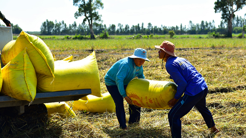 Lợi nhuận ngành gạo quý 2/2025 phân hóa mạnh: Doanh nghiệp lớn trụ vững, nhóm yếu kém lún sâu vào khủng hoảng