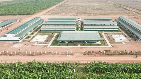 Bầu Đức trồng sầu riêng, 'vua thép' Trần Đình Long nuôi gà: Làn sóng đầu tư nông nghiệp quy mô lớn của các tỷ phú Việt