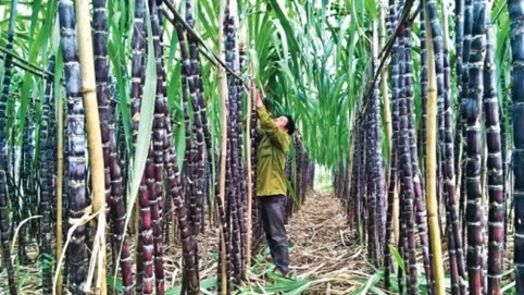 Ngành mía đường gặp khó: Lợi nhuận 'bốc hơi', hàng tồn kho chất đống