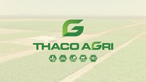 Thaco Agri tất toán sớm khoản nợ 2.400 tỷ đồng giữa lúc HAGL Agrico còn nợ nghìn tỷ
