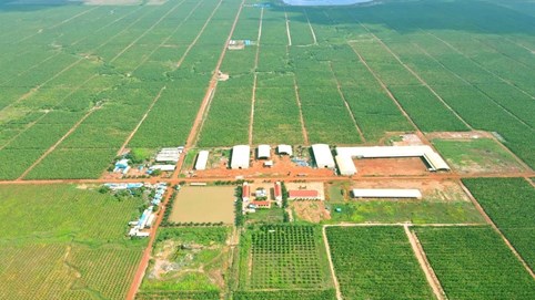 Lỗ sau soát xét của HAGL Agrico tăng thêm 61 tỷ, kiểm toán nghi ngờ khả năng hoạt động liên tục