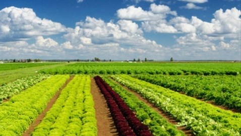 Pan Farm báo lãi trăm tỷ, nợ vay ngân hàng tăng vọt gấp 4 lần