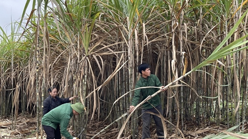 Mía Đường Cao Bằng (CBS): Cổ tức cao ngất ngưởng, lợi nhuận lao dốc không phanh