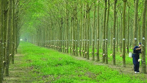 Cao su Đồng Phú (DPR): Kỳ vọng mảng khu công nghiệp còn xa, giá mủ cao su điều chỉnh