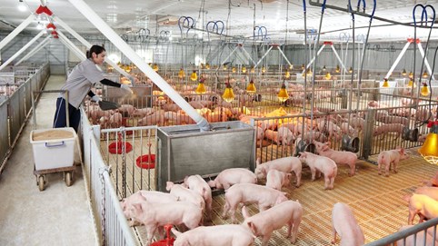 Nông nghiệp Hòa Phát (HPA) IPO: Lãnh đạo thế chấp gần 1.600 tỷ đồng cổ phiếu HPG