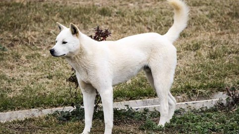 Tòa án Hàn Quốc phạt tù người đàn ông 75 tuổi mua chó về ăn thịt